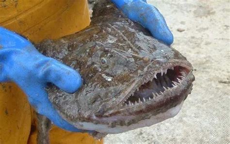 安康魚多少錢