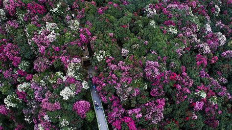 贵阳哪里有鲜花批发市场?