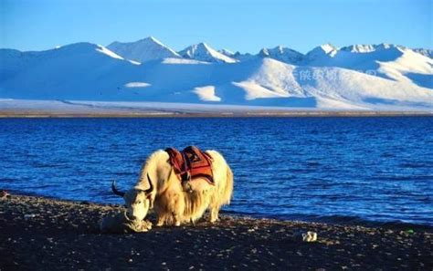 冬天的西藏，有你想象不到的惊艳