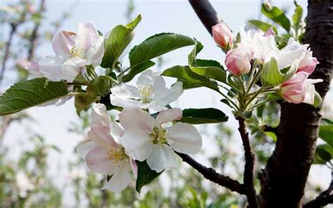 苹果树春季施什么肥