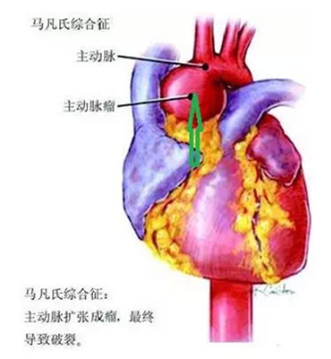 心脏发育三个阶段