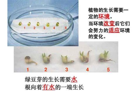 绿豆种子发芽的过程