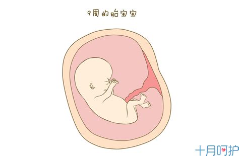 保胎丸会导致胎儿畸形吗
