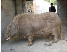 大河猪