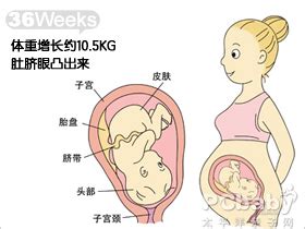 怀孕36周吃什么最佳