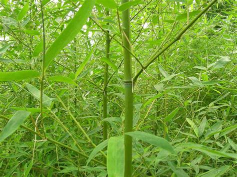 观赏竹类有几种?它们都有什么特征?有组图吗?