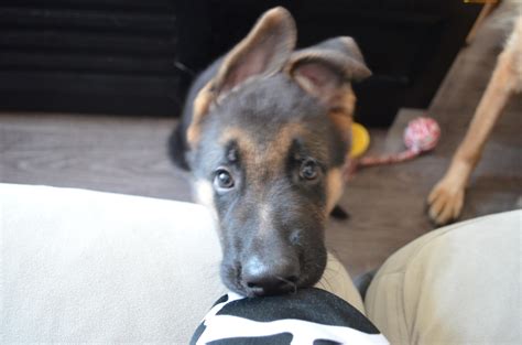 德國(guó)牧羊犬!