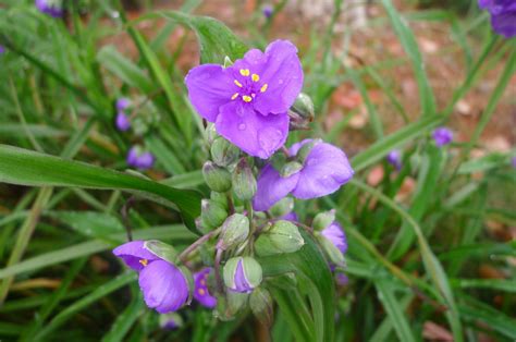 紫露草属于鸭跖草属的哪个种