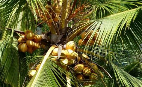海南椰子的介绍
