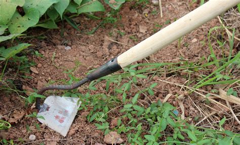 鋤頭為什么能除草?