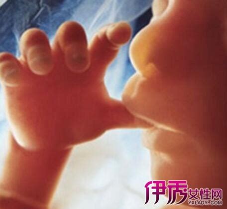24周胎儿发育标准数据