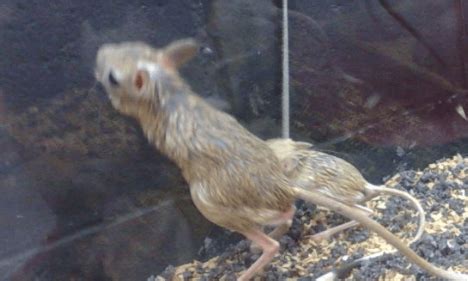 虎头鼠