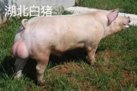 湖北白猪