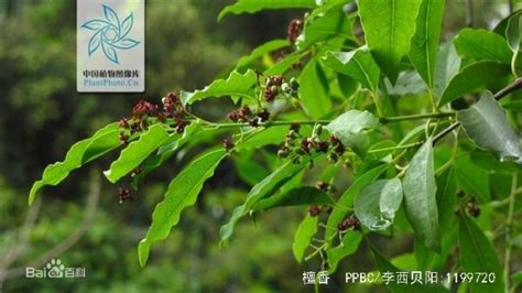 檀香對人身體有危害嗎?
