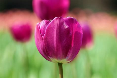 美丽的郁金香_五年级状物作文500字(摘抄9则)