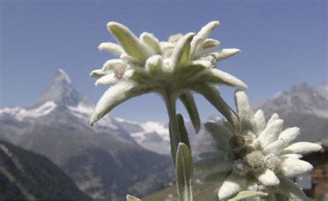 薄雪草是什么?