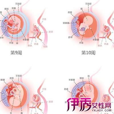 胎儿一到十个月发育图B超