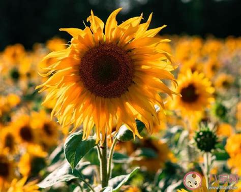 没钱回家过年的句子说说心情