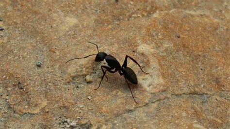 花盆底下竟然有那么多的蚂蚁驻巢怎么办?