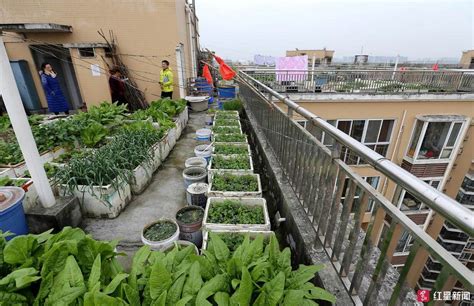 怎样才能在 屋顶种菜