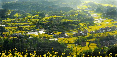 汉中市的市花是什么?