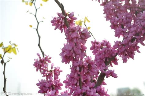紫荆花的种类