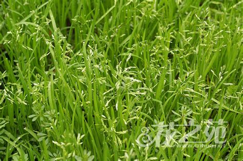 一斤早熟禾草籽种多少平米