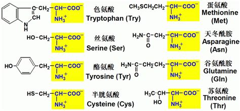 氨基酸是什么?