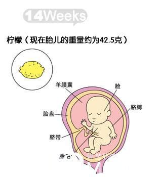 孕第17周胎儿发育情况