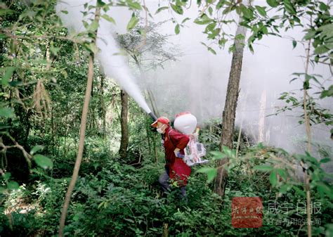 甘草的根茎如何栽培?