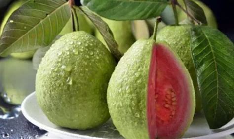 一站趣味知识点 “闽南语中的'芭拉'是指什么水果?”番石榴