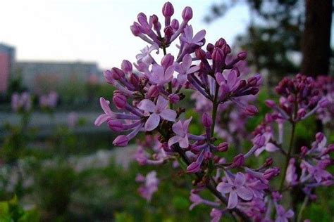 丁香花在什么时候开?