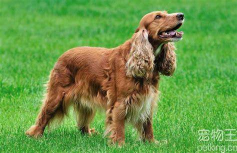 可卡犬 一只賣多少錢
