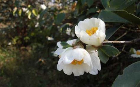 茶花在什么时候开花