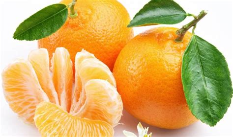 柚子和橘子杂交是什么