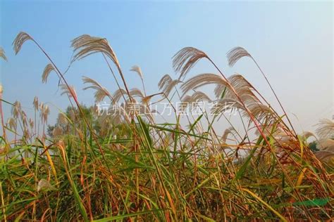 目前《花叶芦竹种子》怎么种植