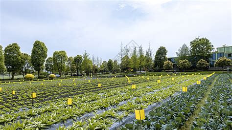 中国农业科学院蔬菜花卉研究所考研好考吗?我想考蔬菜的