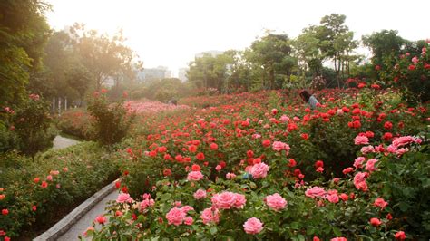 从小龙坎到花卉园怎么坐公交车,最快需要多久