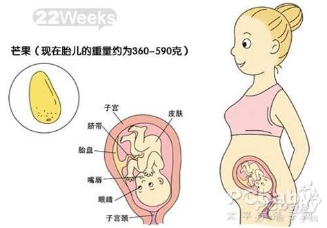 胎儿1-40周发育全过程动图