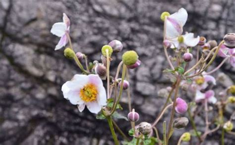 打破碗花花是什么花?