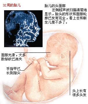 怀孕1-40周胎儿变化