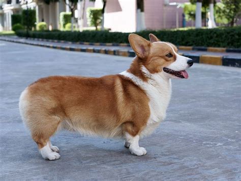 彭布羅克威爾士柯基犬和臘腸犬哪個好啊?
