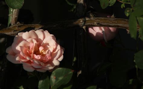 蔷薇花的花语和传说以及图片