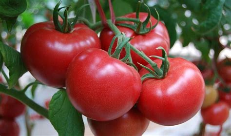 番茄一共有多少种