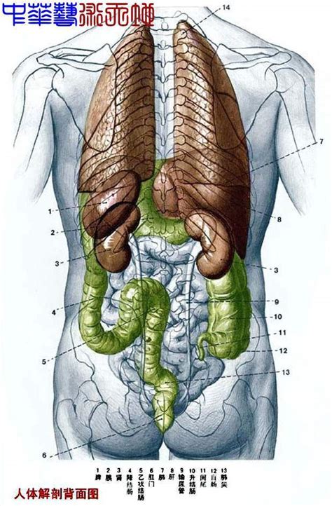 人体器官内部结构怎么画