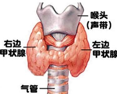 孕16周促甲状腺激素4.1