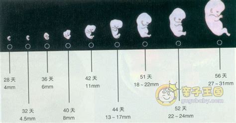 怀孕25周8天胎儿图