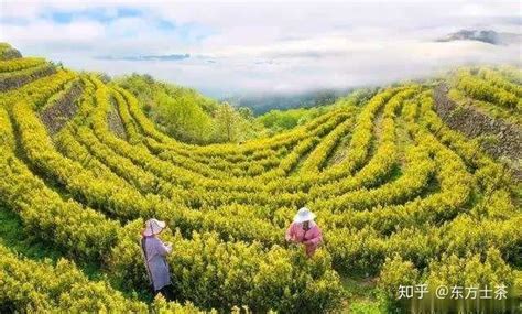 茶葉的種類和特征還有產(chǎn)地