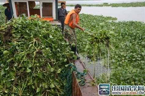 水葫芦怎样繁殖