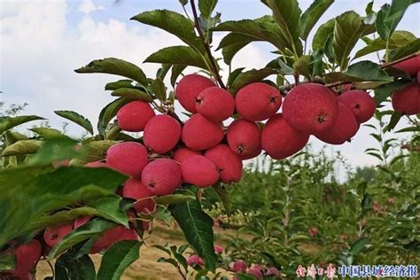 锦绣海棠(鸡心果)树,树芯从嫁接处开始变色(如图)是怎么回事?求助 大神